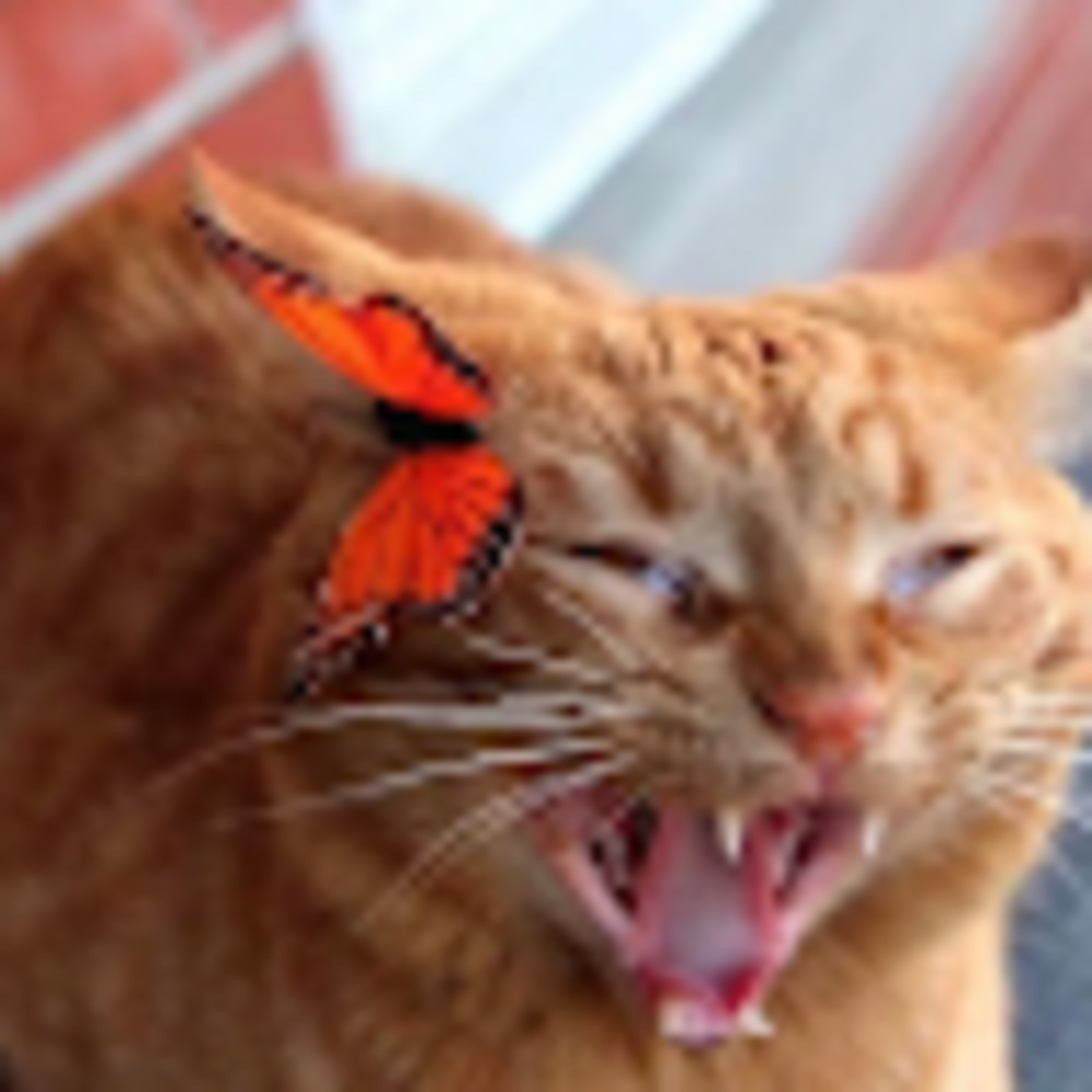 Meet your Posher, Natalie